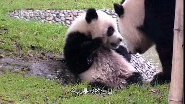 Se emitirá un Gran Hermano de osos panda en China