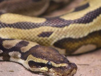 ¡Insólito! Robó una pitón de más de un metro y la escondió en sus pantalones