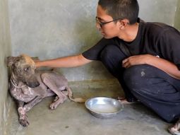 transformacion de un perro rescatado transformacion de un perro rescatado