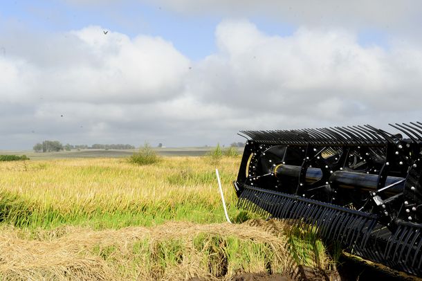 El fenómeno El Niño impactará negativamente en los rindes de la cosecha de arroz.