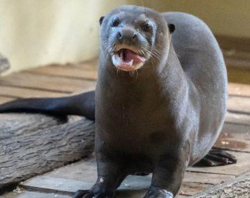 Encontraron una nutria gigante que se creía extinguida en Chaco