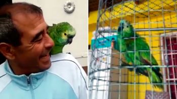 Los loros de Talleres y Belgrano que son furor en la web por alentar a sus equipos. Los loros de Talleres y Belgrano que son furor en la web por alentar a sus equipos.