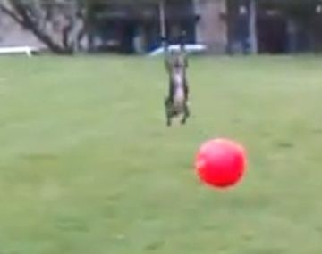 Un perro que se entrena para ser un crack del fútbol