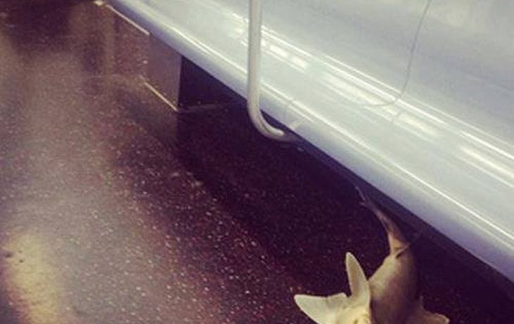 Apareció un tiburón en un subterráneo de Nueva York