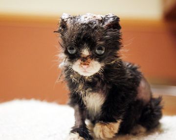 A un gatito lo prendieron fuego pero está fuera de peligro