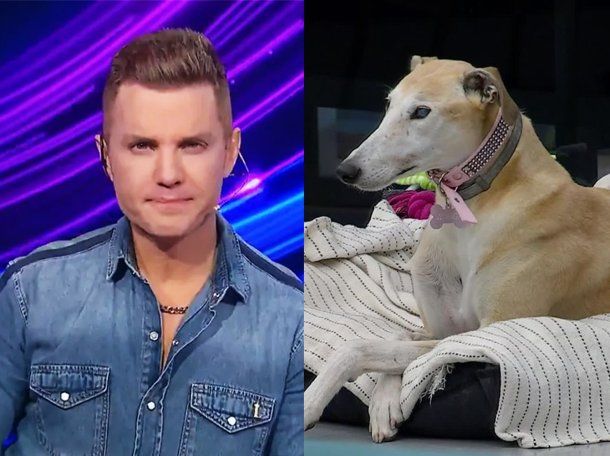 Tristeza en la casa de Gran Hermano: por qué no volverá la perrita Paris a la casa más famosa