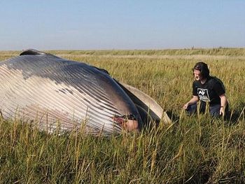 Ballena fields