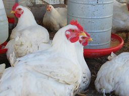 gripe aviar: el mgap proporcionara 3 millones de vacunas gripe aviar: el mgap proporcionara 3 millones de vacunas