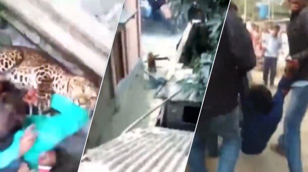 Terror en India por un leopardo suelto en un área residencial