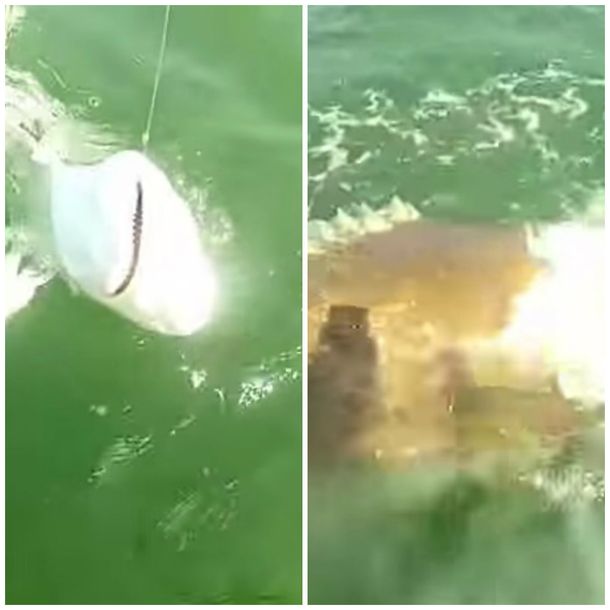 Un tiburón es comido por un mero gigante cuando estaban por pescarlo