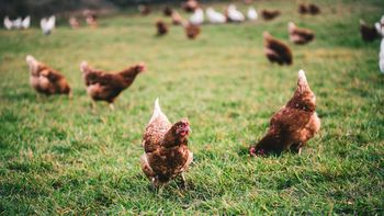 gripe aviar: se reforzaron controles en tacuarembo y durazno gripe aviar: se reforzaron controles en tacuarembo y durazno