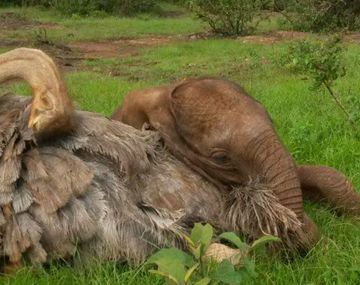 Pea se siente parte de la manada y cuida a los cachorros