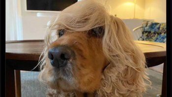 sin piedad: las redes reaccionaron a la separacion de macri y juliana awada, y explotaron los memes sin piedad: las redes reaccionaron a la separacion de macri y juliana awada, y explotaron los memes