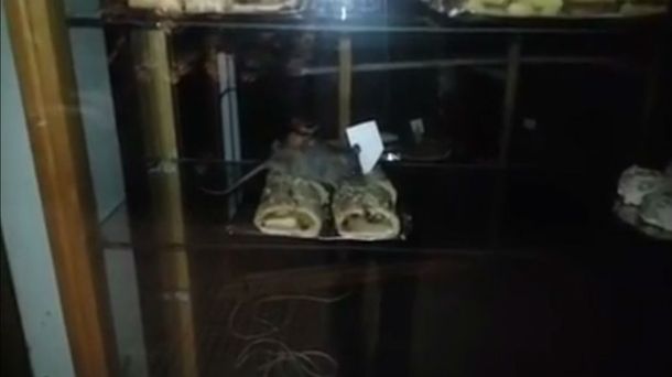 Clausuran una panadería de Palermo que tenía ratas en su interior
