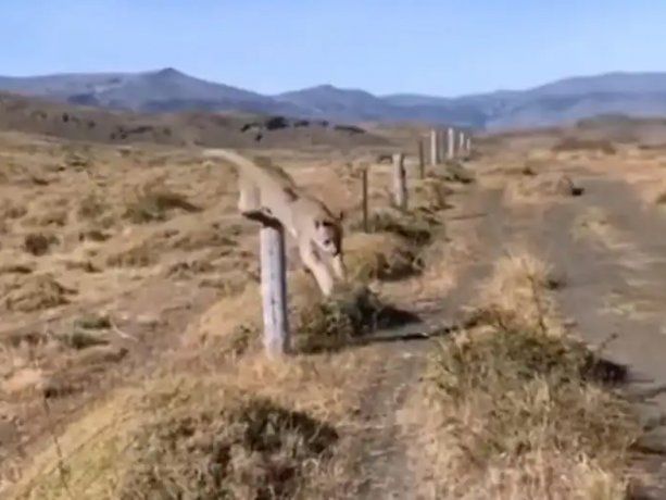Neuquén: turista filmaba el paisaje y se topó con dos pumas