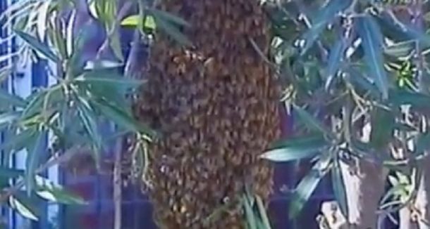 Invadida por abejas: tiene una colmena frente a su casa y pide ayuda