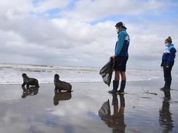 Volvieron al mar dos lobos marinos que tuvieron que ser relocalizados