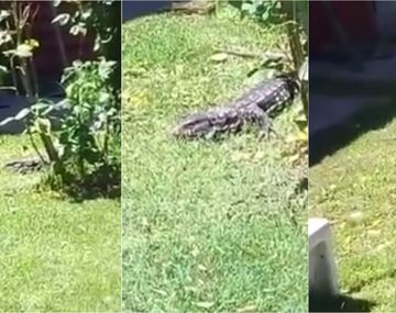 Se les metió un lagarto en el jardín de la casa