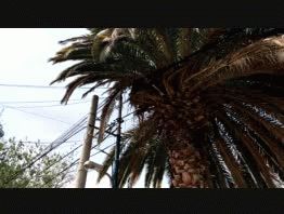 Intensa búsqueda de un mono en las calles de la ciudad de Mendoza