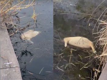 Nordelta: aparecieron crías de carpincho ahogadas