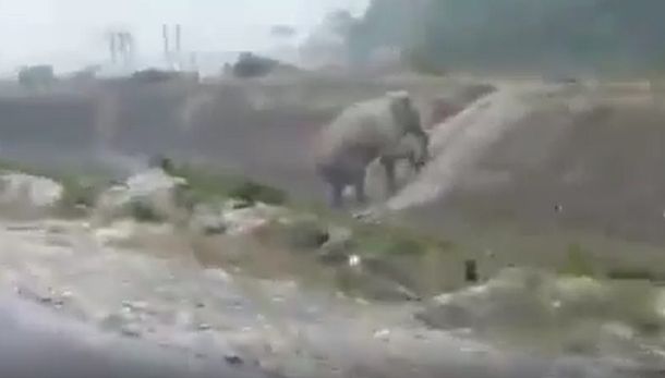VIDEO: Un elefante sorprendió al subir una pendiente desde una escalera