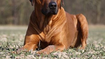 tuvo sexo con su perro y le mando video a la novia tuvo sexo con su perro y le mando video a la novia