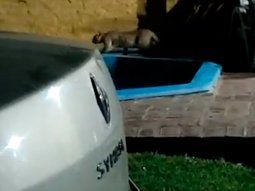 Pánico por un puma suelto en Longchamps