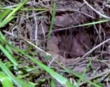 Quiso fugarse como El Chapo Guzmán