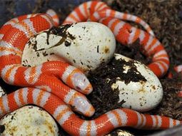serpiente dos cabezas