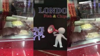 clausuran un restaurante por el video de una rata comiendo del buffet clausuran un restaurante por el video de una rata comiendo del buffet