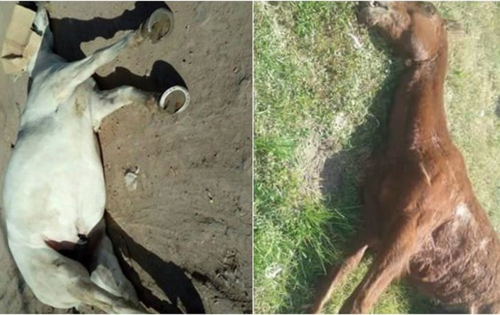 Peregrinación Gaucha descontrolada