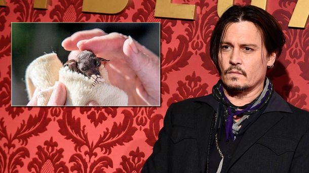 La rara mascota de Johnny Depp: adoptó a un murciélago bebé