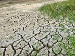 El BSE pagó 92 millones de dólares a los productores por la sequía. El BSE pagó 92 millones de dólares a los productores por la sequía.