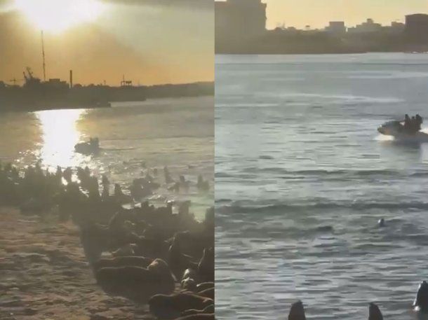 La Prefectura Naval Argentina multó a un hombre por maniobras peligrosas con su moto de agua cerca de lobos marinos en Mar del Plata