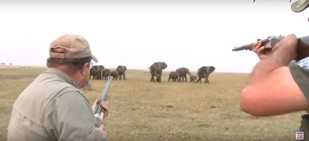La reacción de los elefantes cuando cazadores matan a su líder