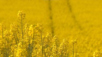 La colza fue el cultivo estrella el año pasado en Uruguay. La colza fue el cultivo estrella el año pasado en Uruguay.