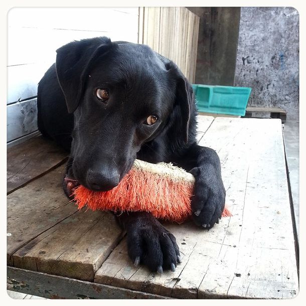 Refugios de animales: cuando el amor derrota a la indiferencia y al maltrato