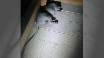 El roedor estaba muerto en el techo de su casa El roedor estaba muerto en el techo de su casa