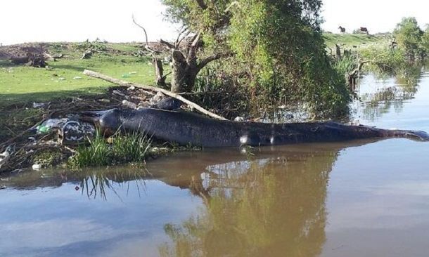 Hallan muerta a una ballena en la costa del Río de la Plata a la altura de Berazategui
