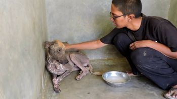 transformacion de un perro rescatado transformacion de un perro rescatado