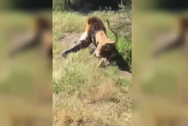 ¡Estremecedor! Un león atacó al dueño de un safari frente a turistas
