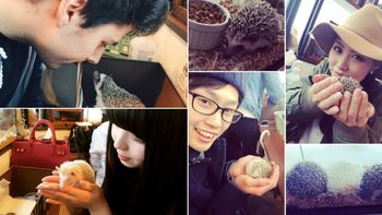 la elegancia del erizo: abrieron un cafe dedicado a los animalitos en japon la elegancia del erizo: abrieron un cafe dedicado a los animalitos en japon
