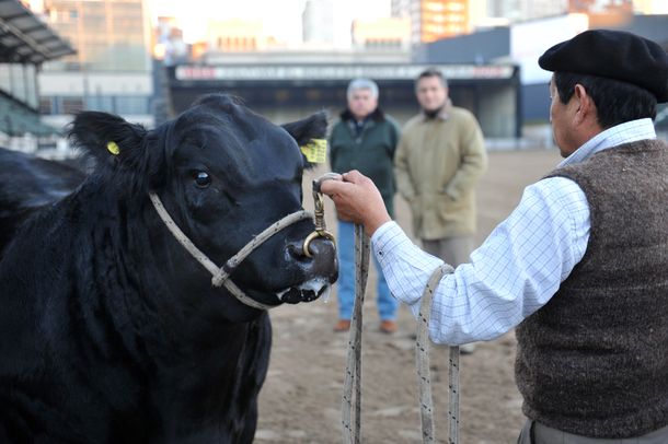 Don Marcelino, el primer animal en ingresar a La Rural