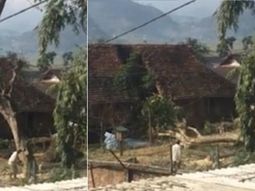 VIDEO: Cortó un árbol, calculó mal dónde iba a caer y destruyó su casa