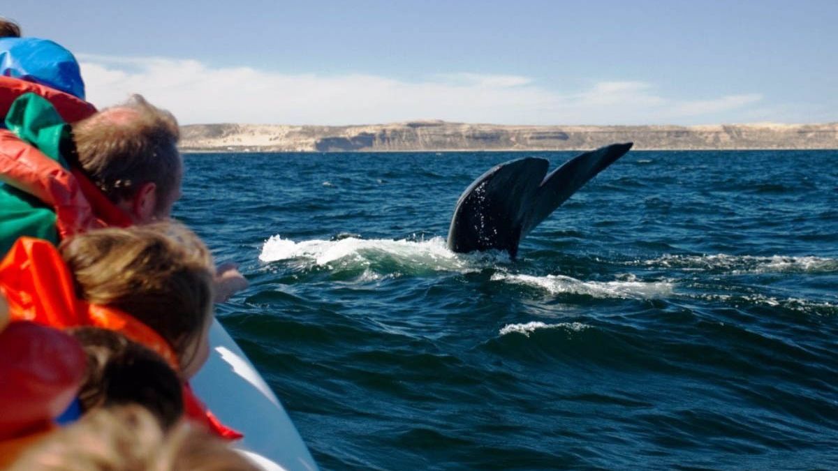 Postergan El Inicio De La Temporada De Avistaje De Ballenas En Puerto Pirámides