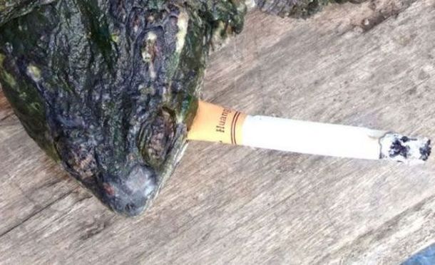 Seria adicción: esta tortuga necesita fumar 10 cigarrillos por día