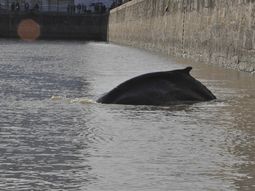 una ballena aparecio en el dique de puerto madero una ballena aparecio en el dique de puerto madero