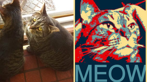 Un gato demócrata quiere ser el próximo presidente de los Estados Unidos