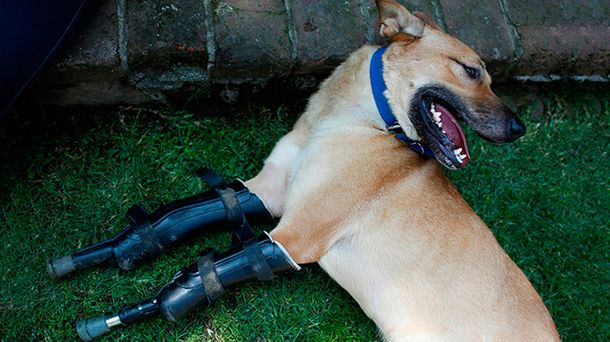 El perro camina con prótesis en las patas delanteras