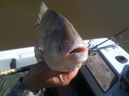 diez personas heridas en un nuevo ataque de palometas diez personas heridas en un nuevo ataque de palometas